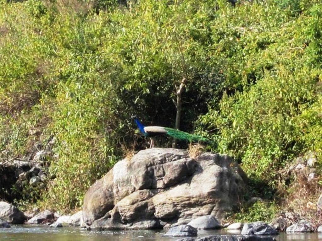 Elephant Brook Resort Rishīkesh Exteriör bild